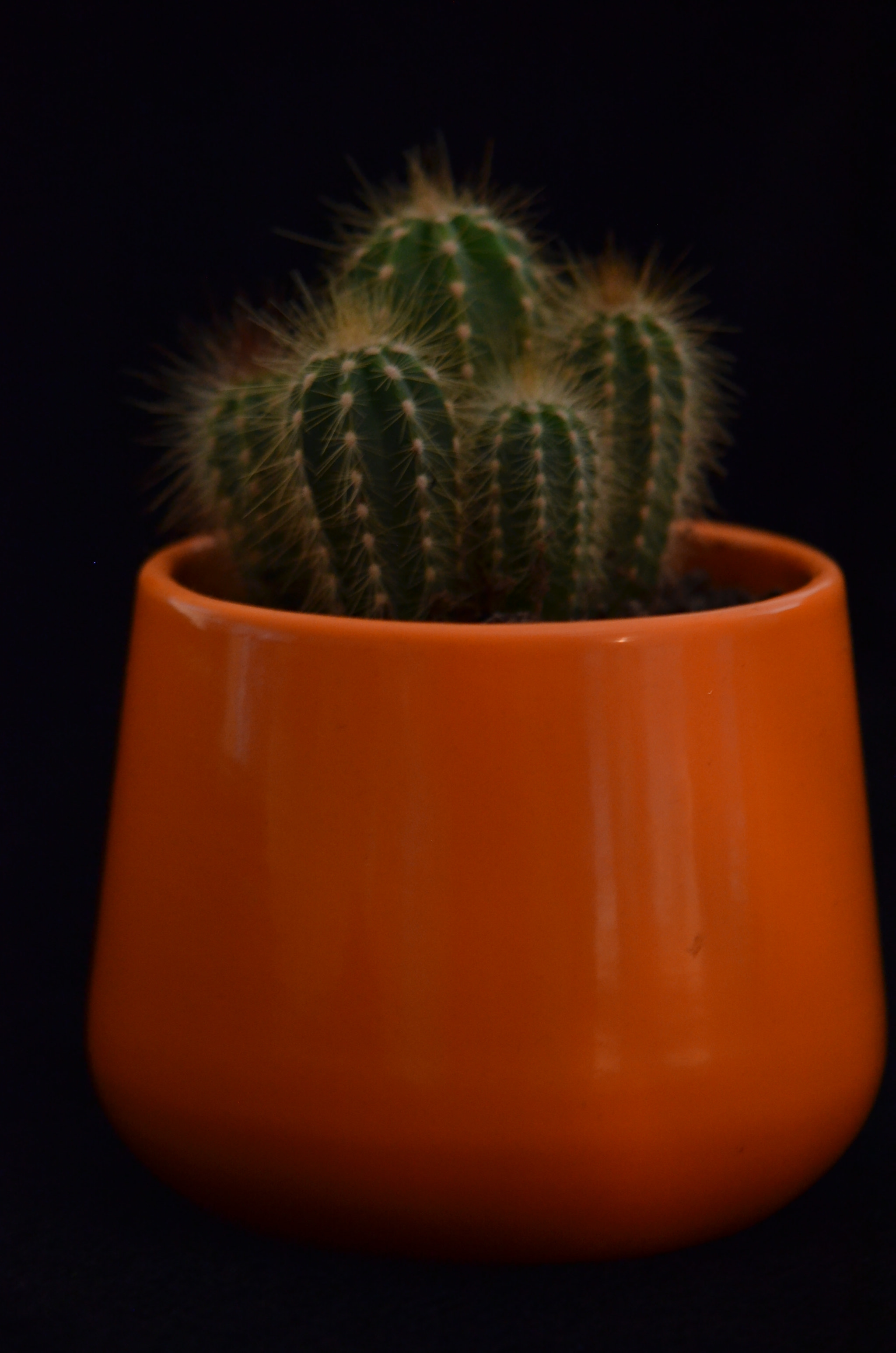 Sigma 50-150mm F2.8 EX APO DC HSM sample photo. Kaktus photography