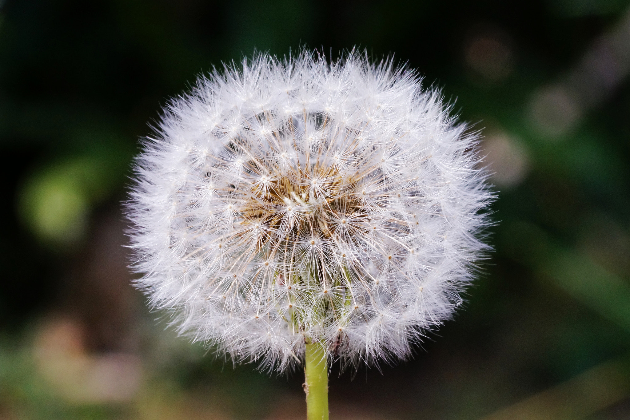 Sony Alpha NEX-6 + Sony FE 90mm F2.8 Macro G OSS sample photo. Dandelion photography