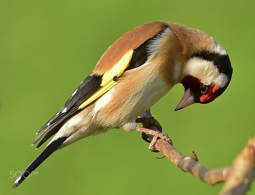 Sigma 50-150mm F2.8 EX APO DC OS HSM sample photo. Goldfinch photography