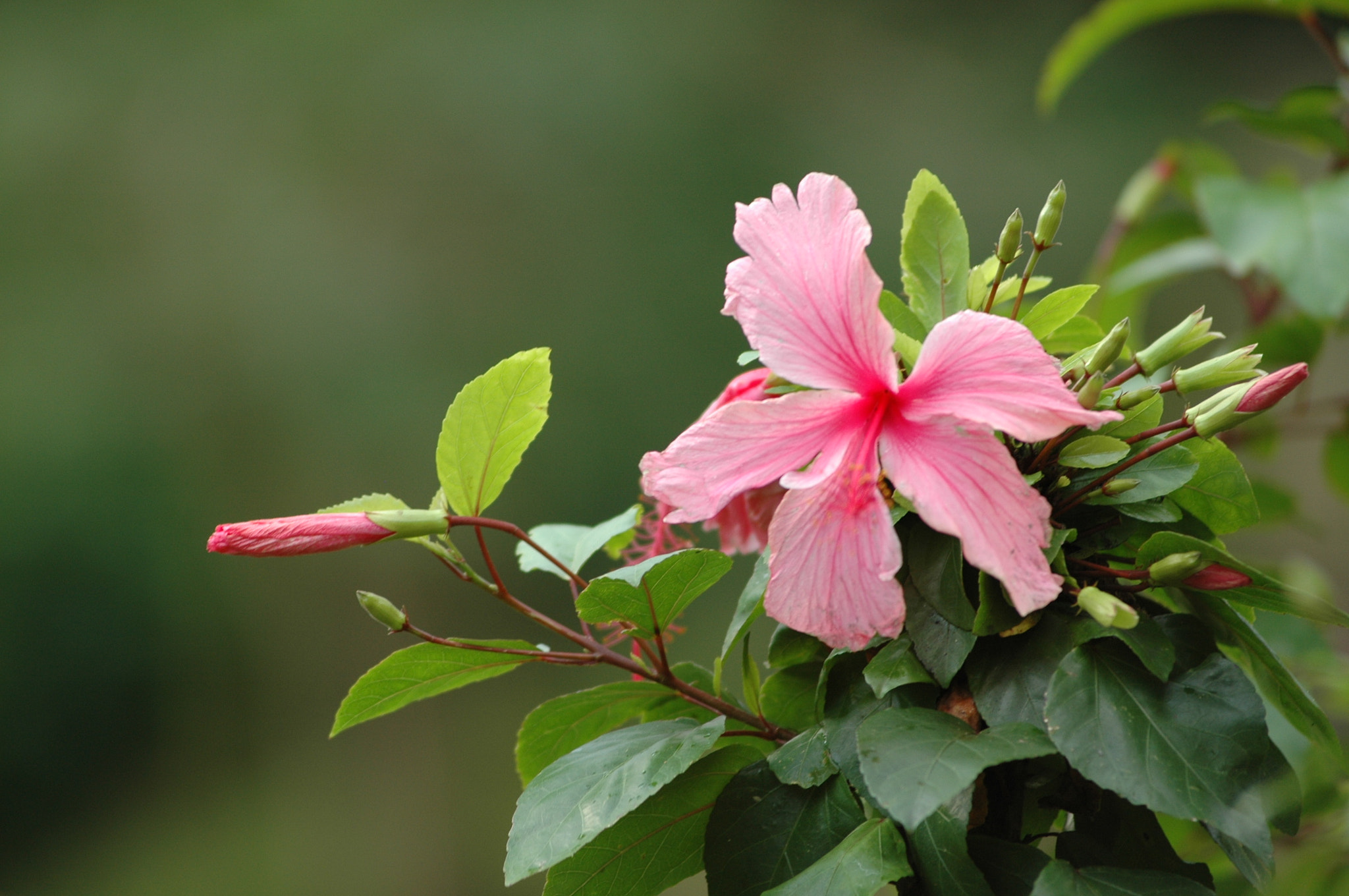 Nikon D70 sample photo. Pink lady photography