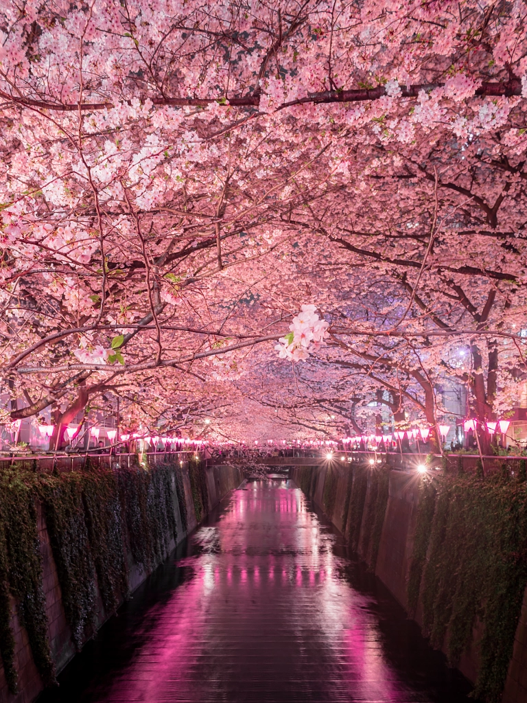 Tunnel of cherry blossoms by Kohei Endo on 500px.com