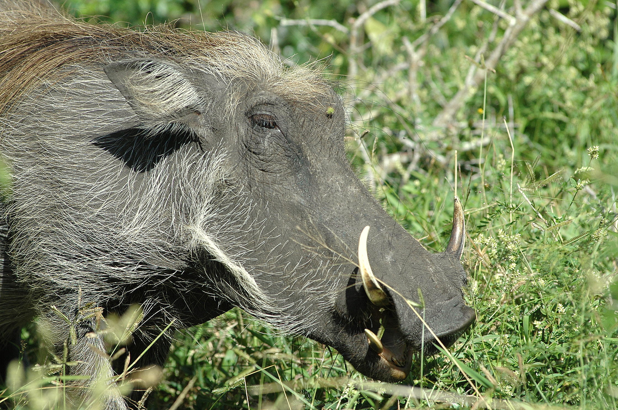 Nikon D70 sample photo. Warthogging around photography