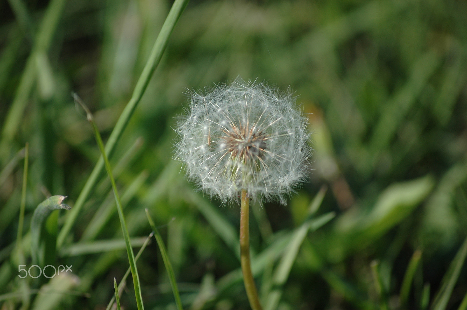 Nikon D70 sample photo. Fluffy dandelion photography