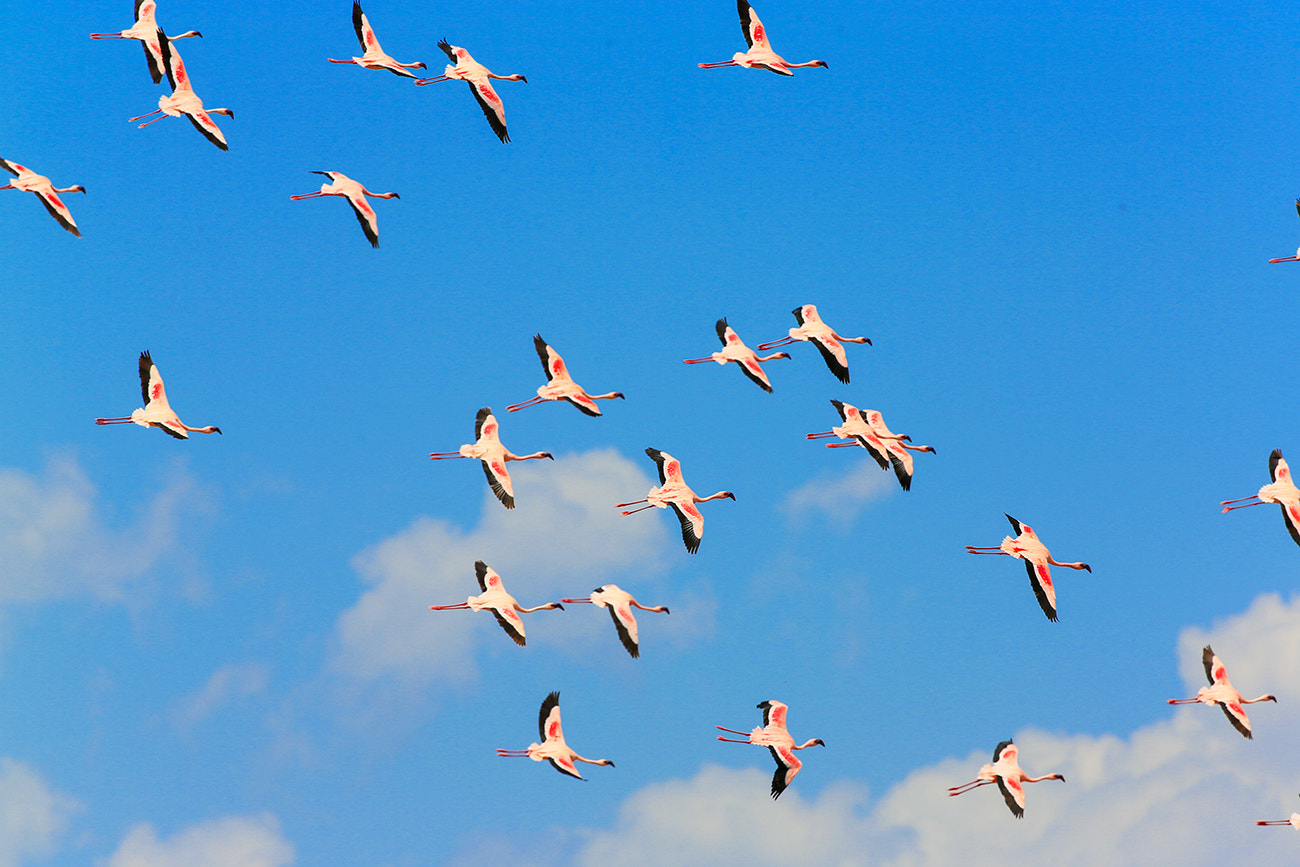 Canon EF 300mm F2.8L IS II USM sample photo. Fly photography