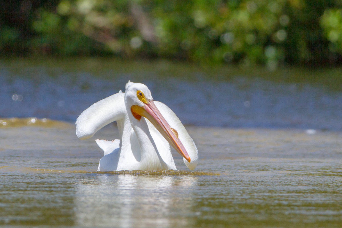 Canon EF 200-400mm F4L IS USM Extender 1.4x sample photo. White pelican photography