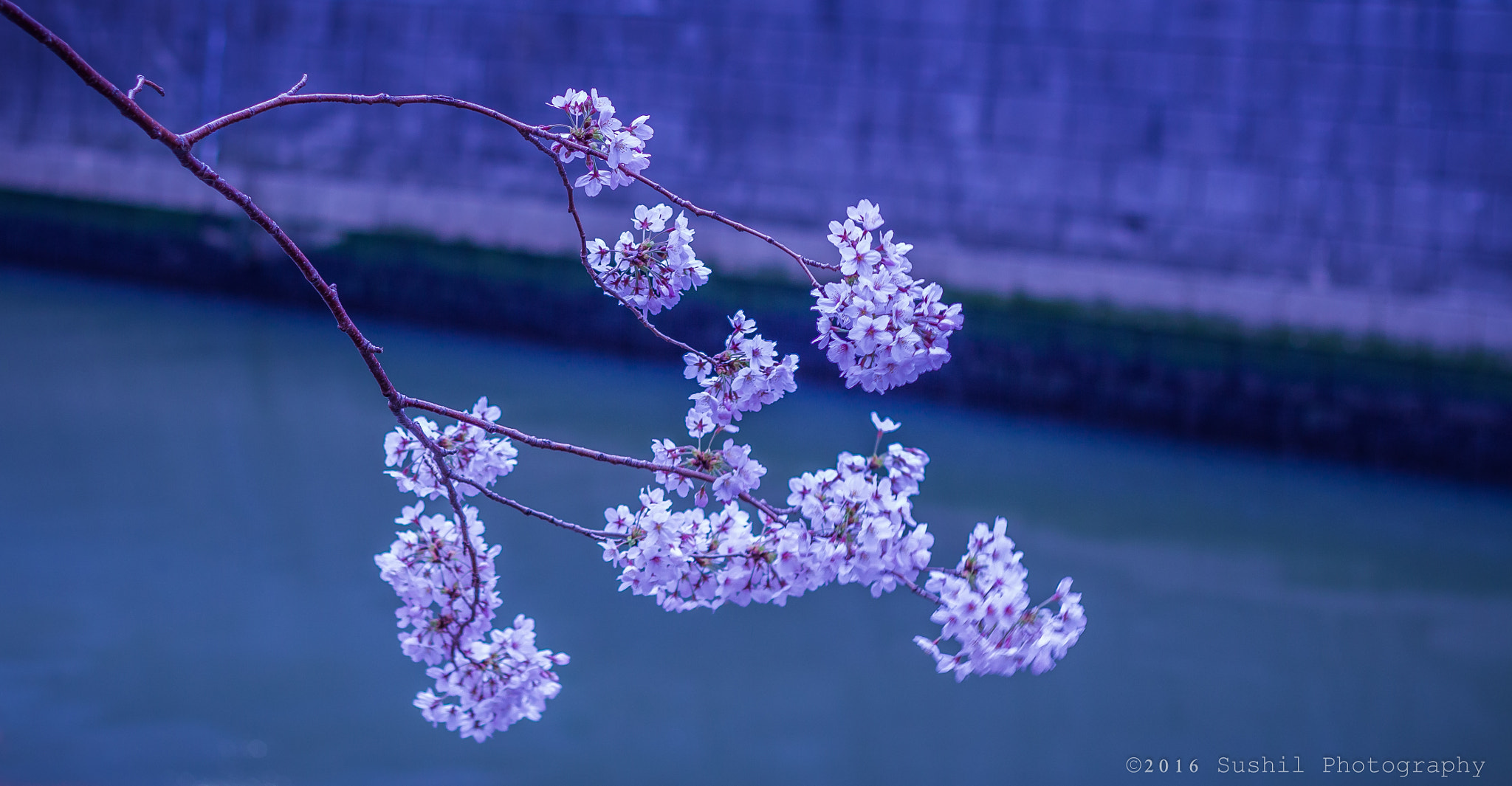 Canon EOS 700D (EOS Rebel T5i / EOS Kiss X7i) + Canon EF 50mm F1.8 II sample photo. Sakura flowers at meguro photography