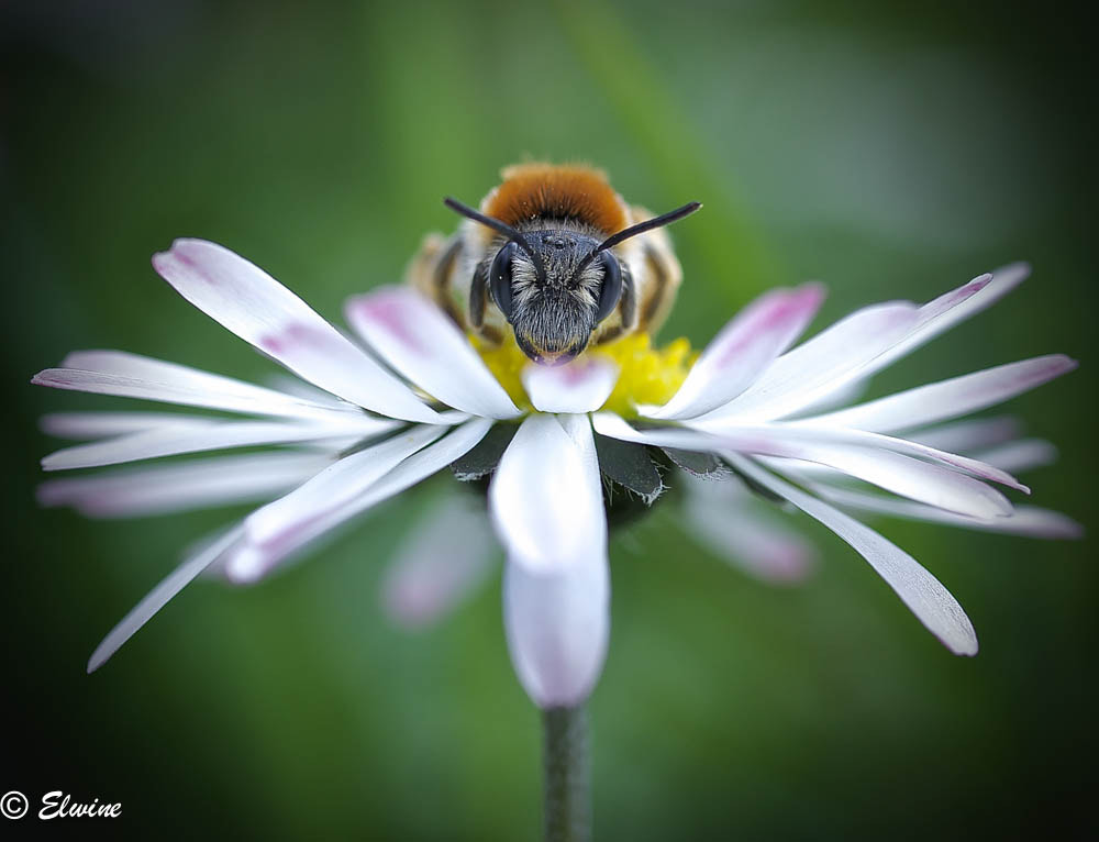 Panasonic Lumix G Macro 30mm F2.8 ASPH Mega OIS sample photo. Springtime and the livin' is easy ... photography