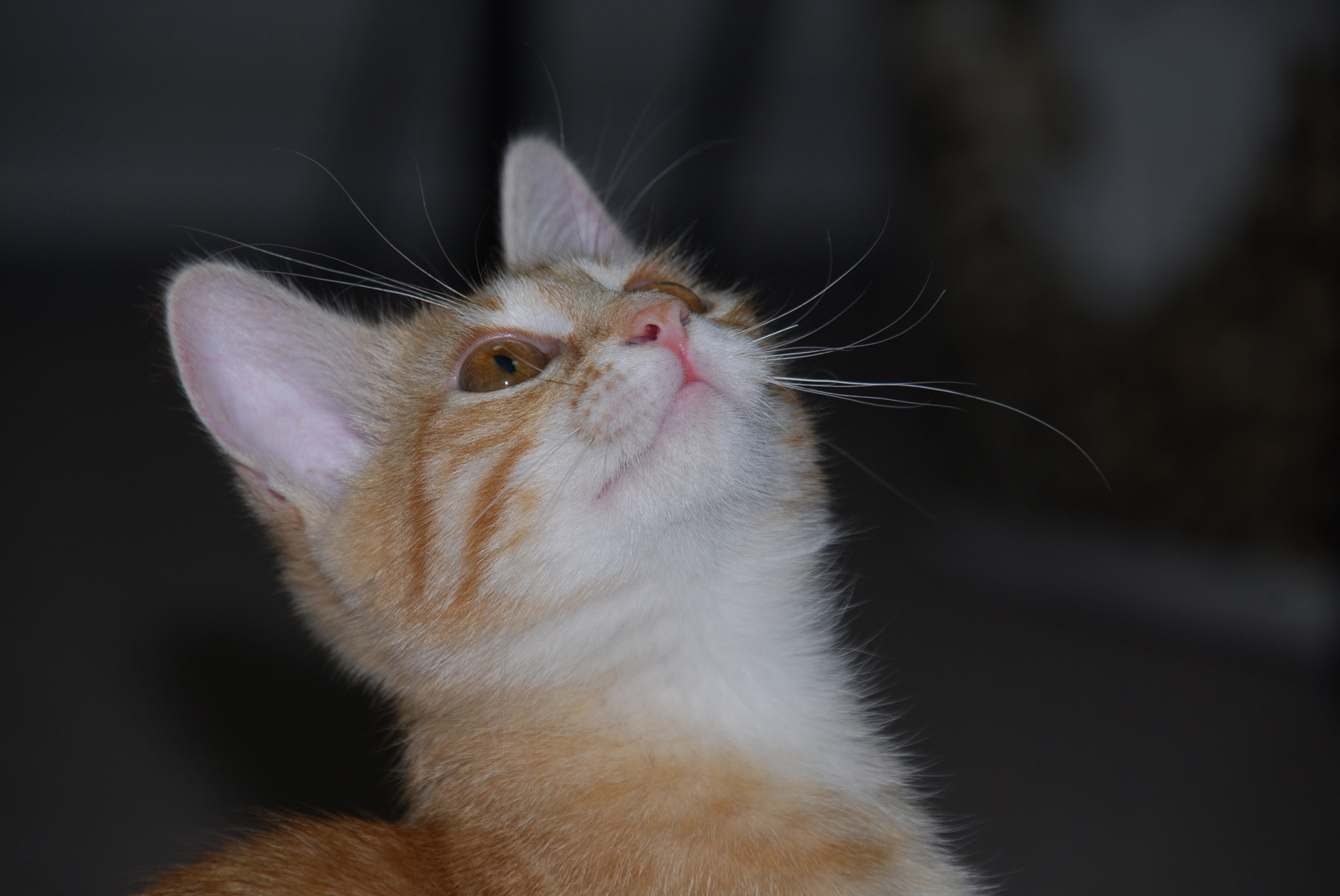 Nikon D200 + Sigma 18-200mm F3.5-6.3 DC sample photo. Pati photography