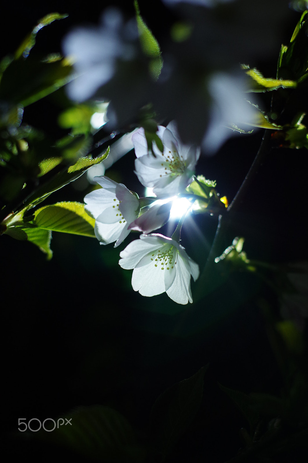 Pentax K-3 II + Pentax smc FA 50mm F1.4 sample photo. Sakura photography