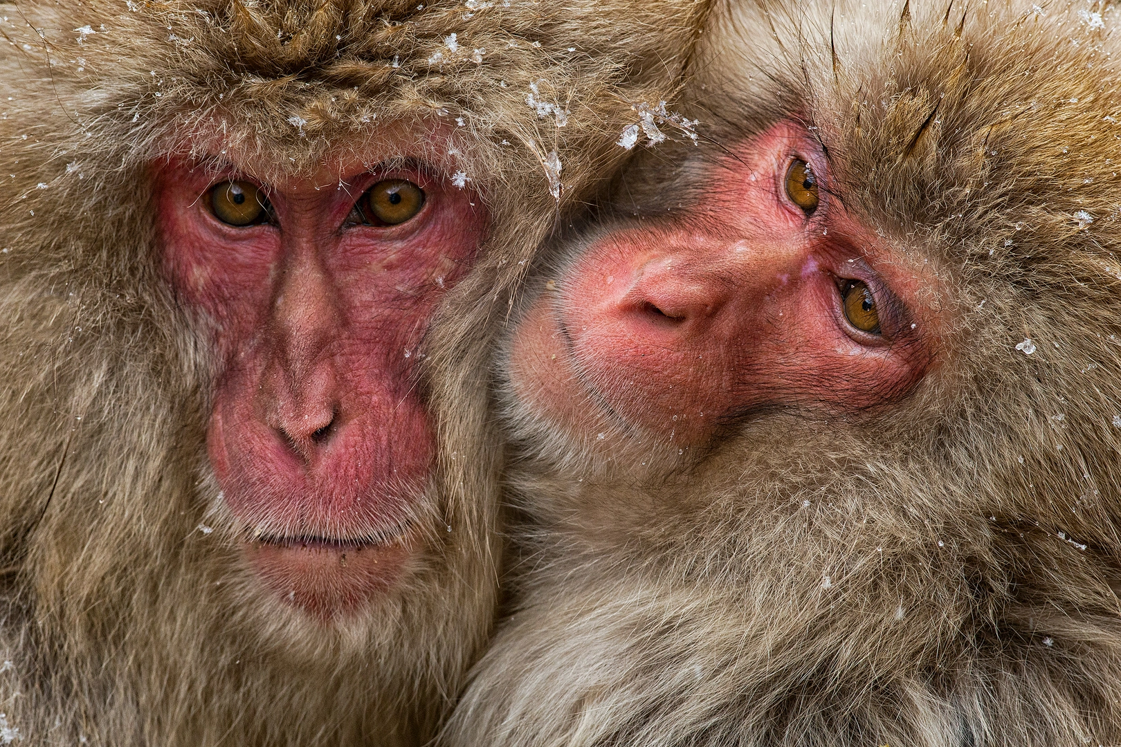 Nikon D800E + Nikon AF-S Nikkor 300mm F2.8G ED VR II sample photo. Macaques keeping warm photography