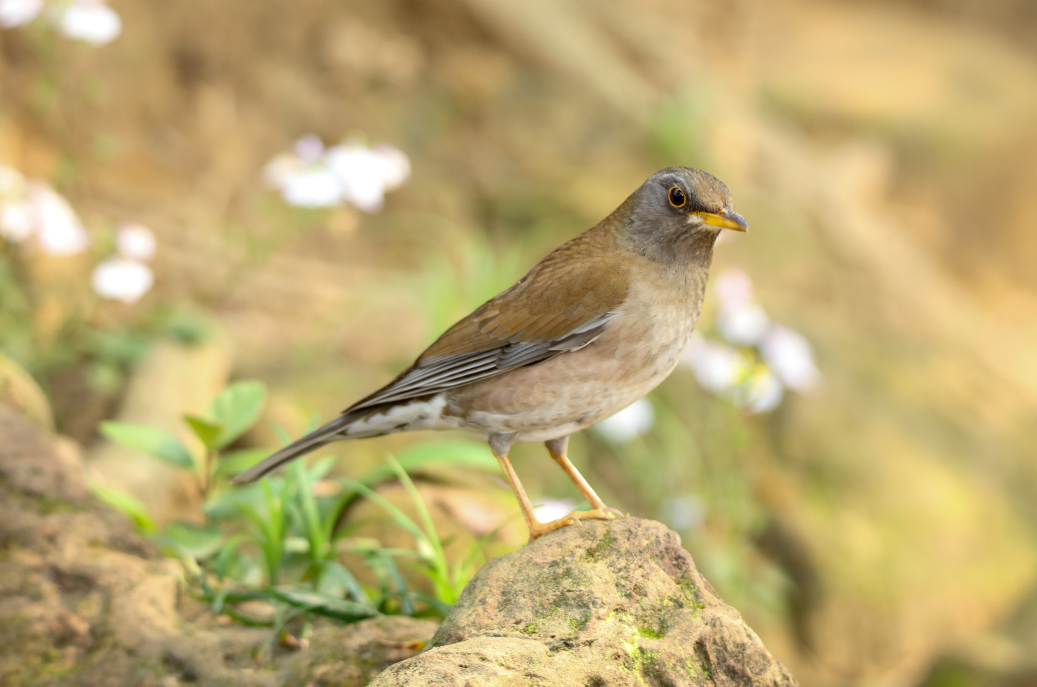 Canon EOS 5DS + Tamron SP 150-600mm F5-6.3 Di VC USD sample photo. Pale thrush photography