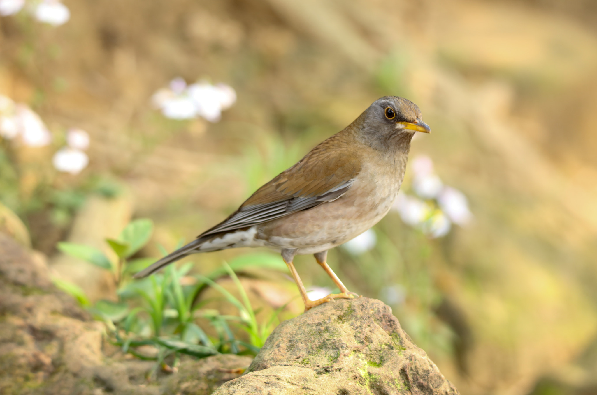Tamron SP 150-600mm F5-6.3 Di VC USD sample photo. Pale thrush photography