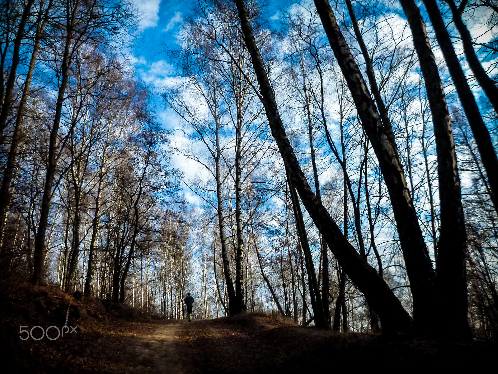 Panasonic DMC-FT4 sample photo. 孤走　- a man in the trees - photography