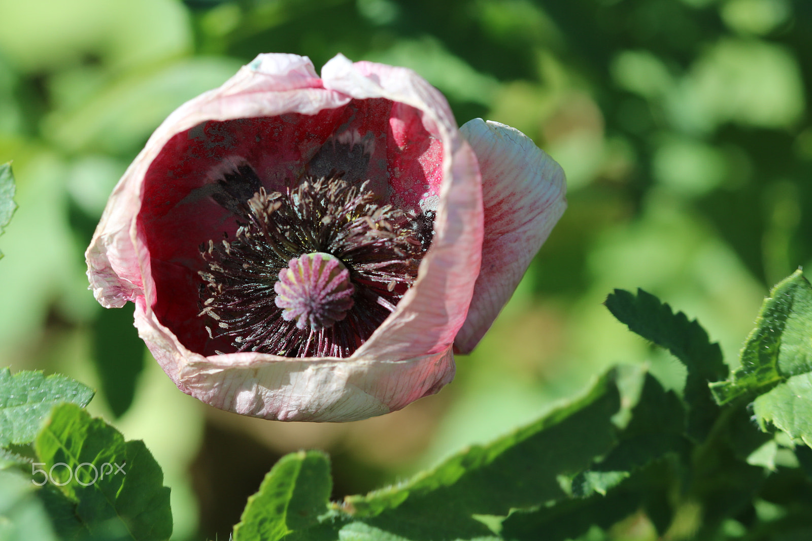 Canon EF 100mm F2.8 Macro USM sample photo. Poppy 5250 photography