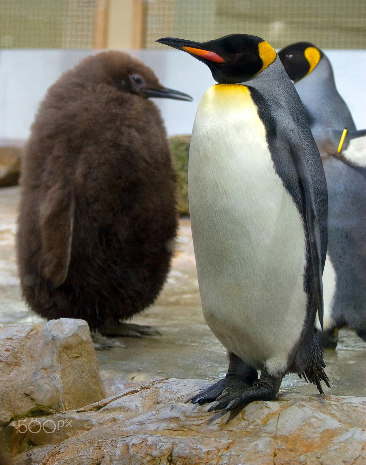 Canon EOS 30D sample photo. Penguins photography