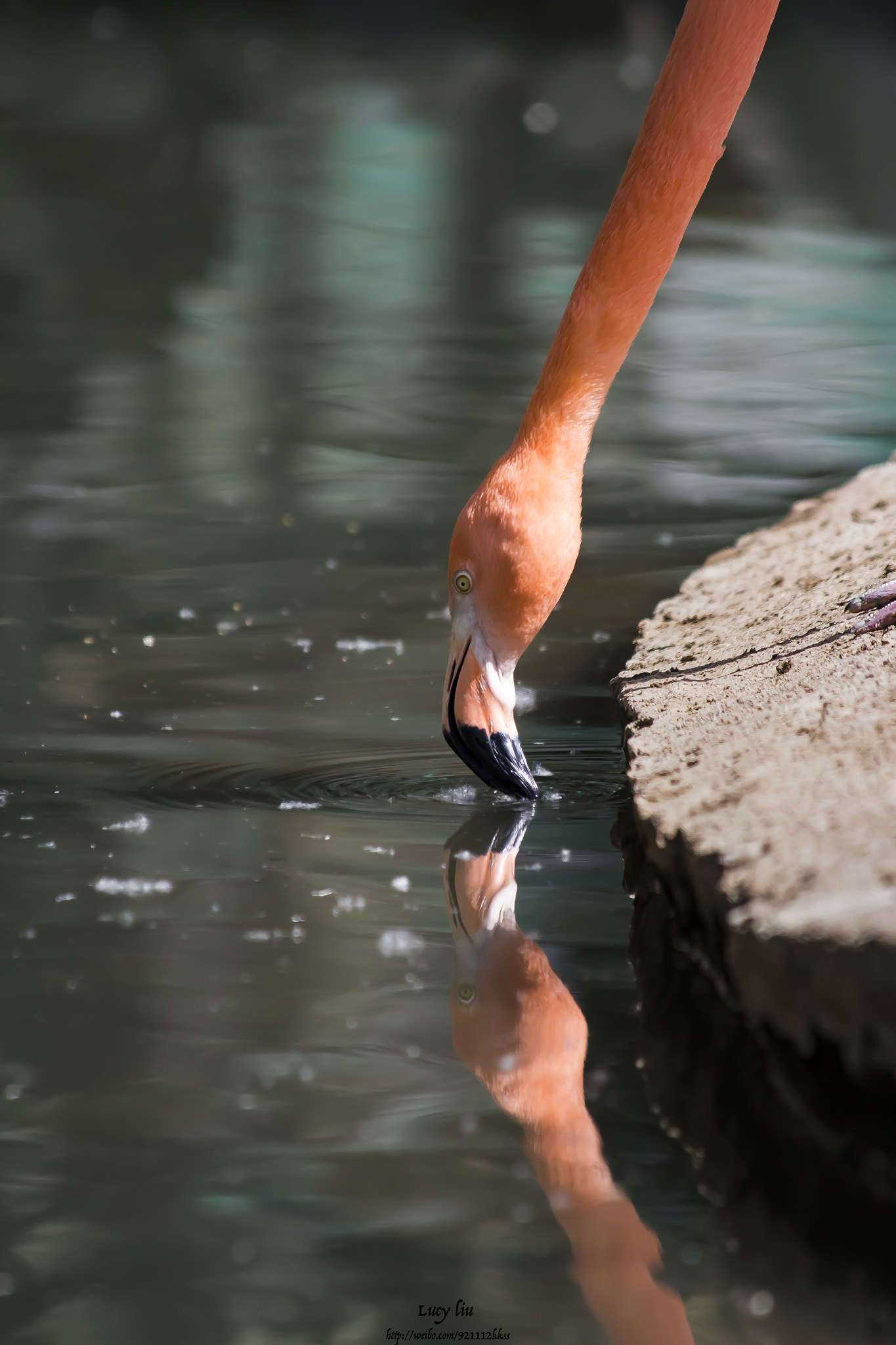 Canon EF 70-300mm F4-5.6 IS USM sample photo