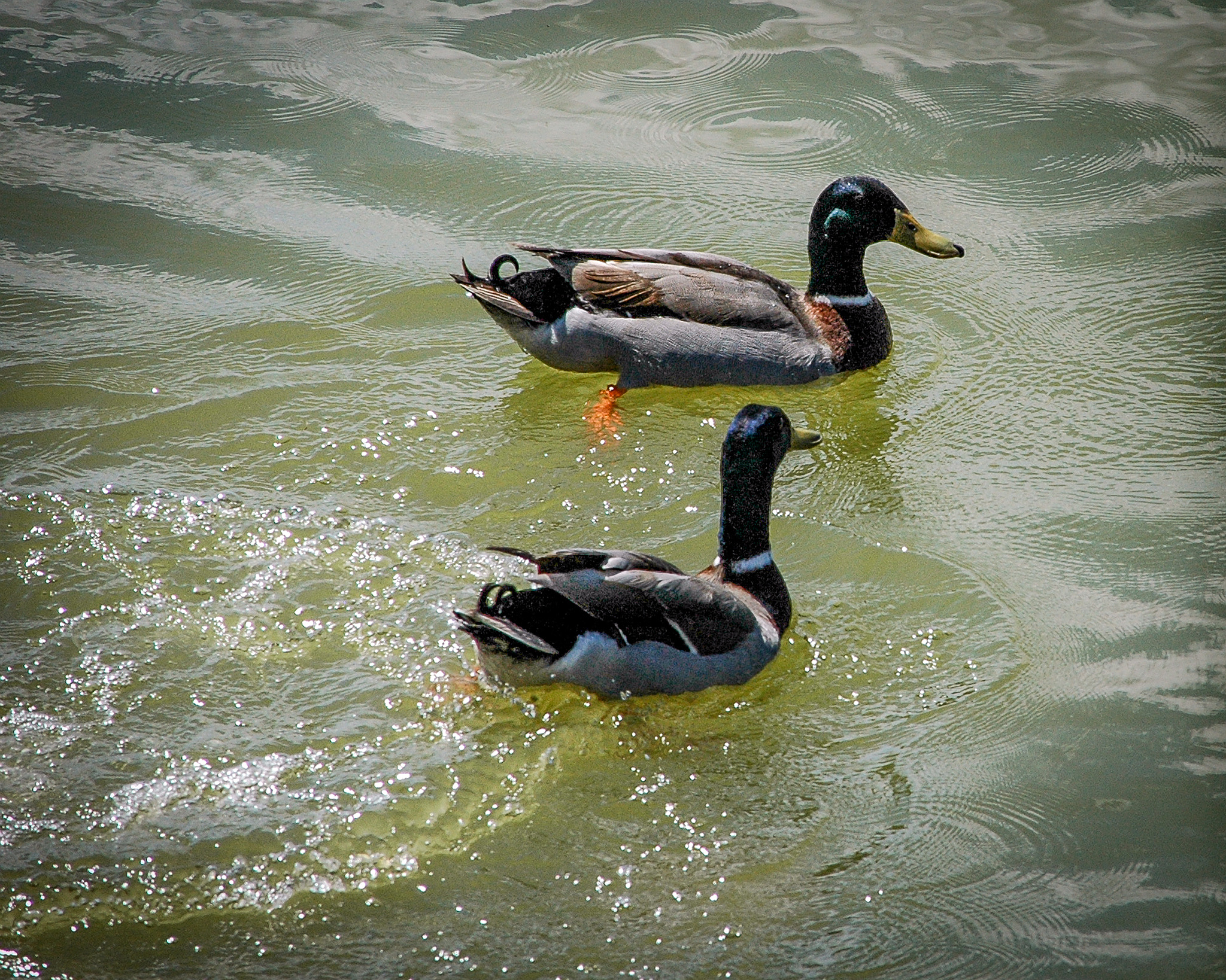 Nikon D70 sample photo. Hello mate photography