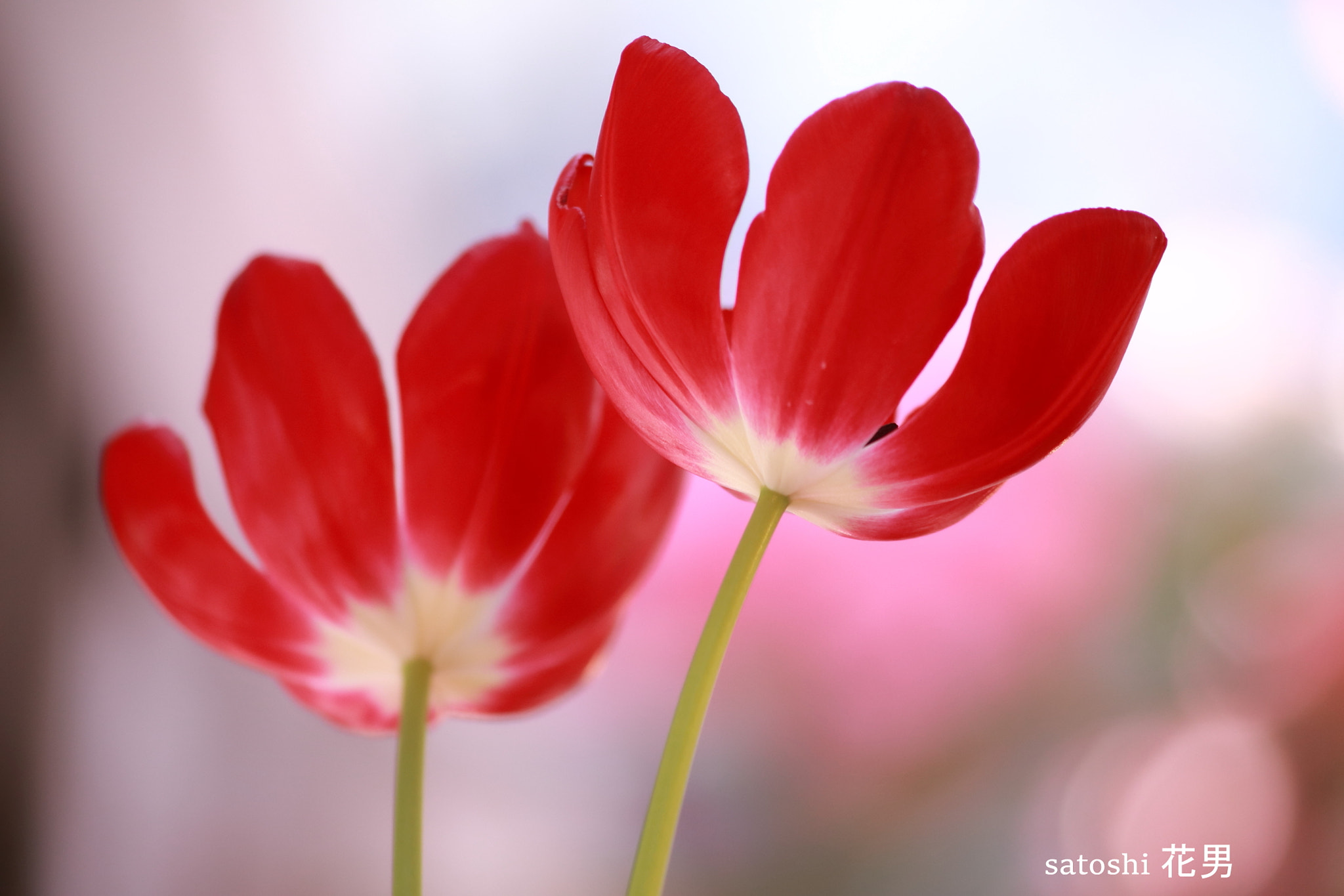 Canon EF 75-300mm F4.0-5.6 IS USM sample photo. Red tulip photography