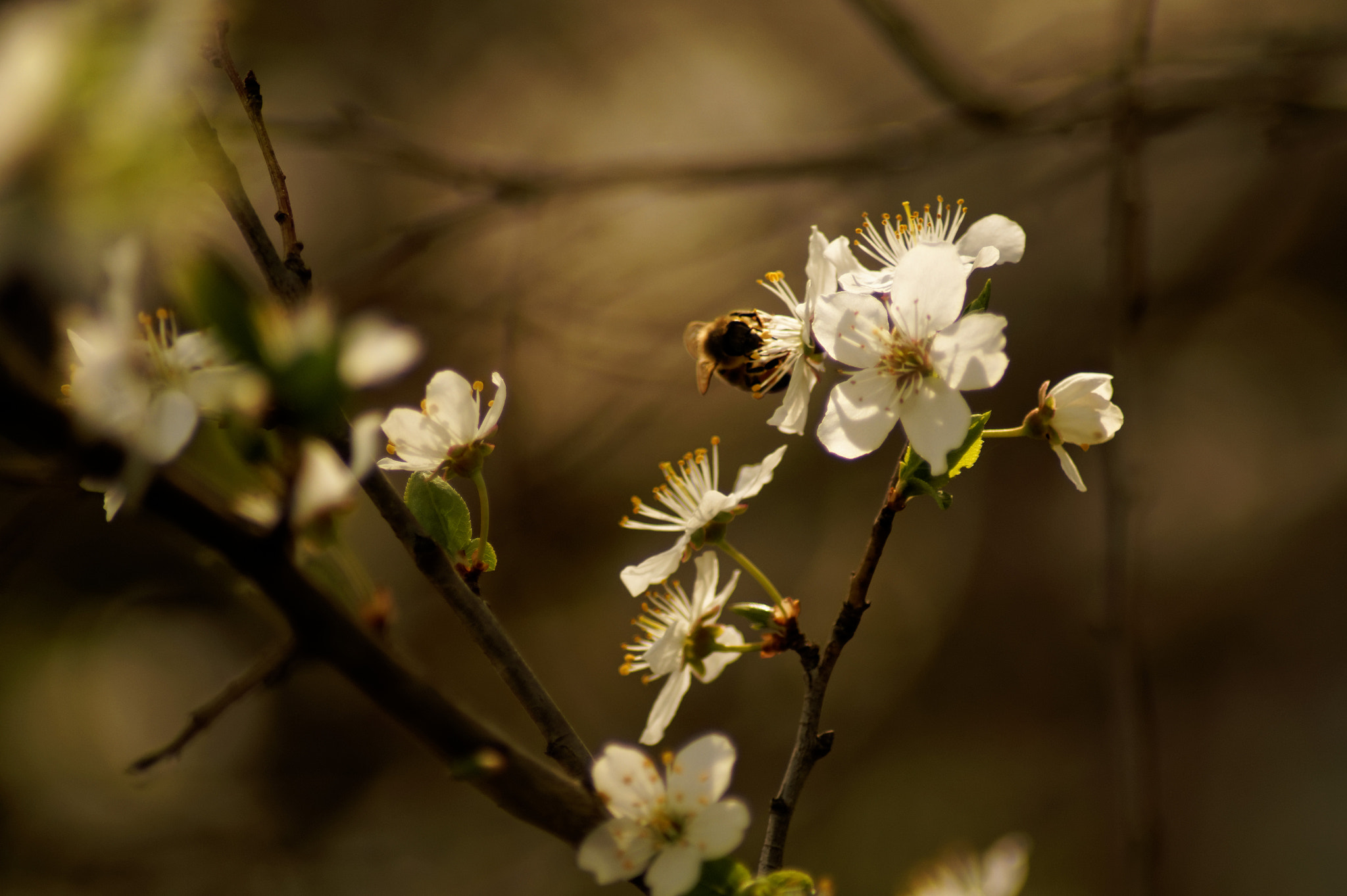 Sony SLT-A58 + Tamron AF 70-300mm F4-5.6 Di LD Macro sample photo. Spring impressions 14 photography