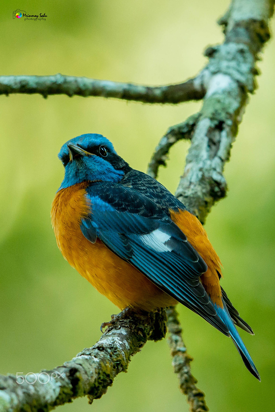 Canon EF 500mm F4L IS II USM sample photo. Blue-capped rock thrush photography