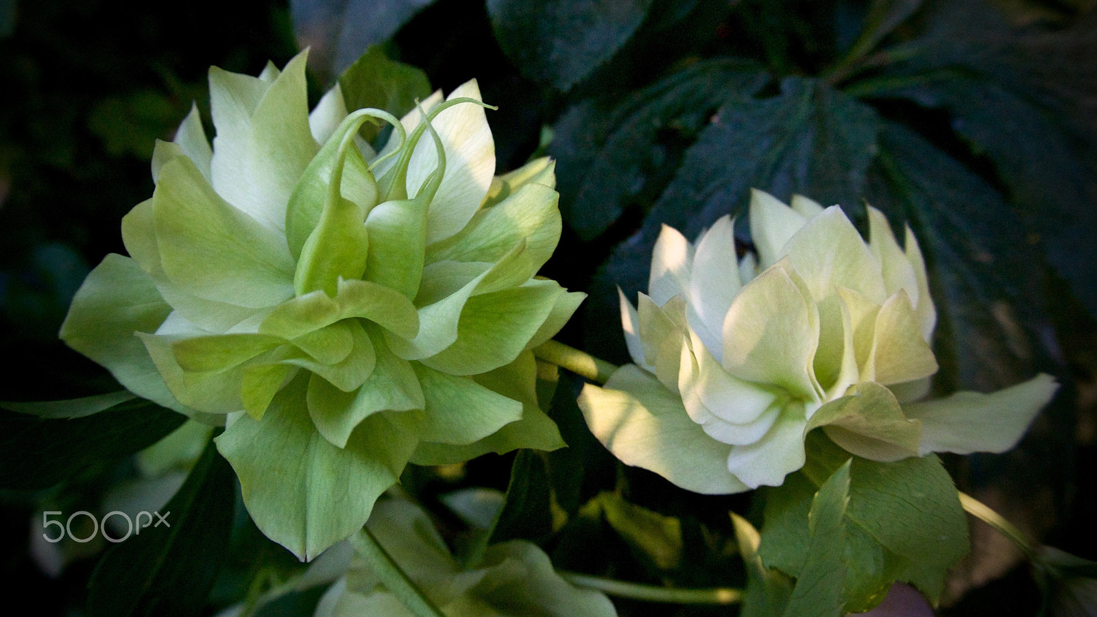 Nikon 1 J2 sample photo. Gardens by the bay, singapore photography