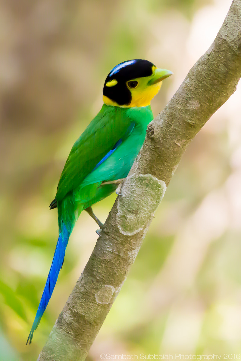 Canon EOS 600D (Rebel EOS T3i / EOS Kiss X5) + Canon EF 400mm F5.6L USM sample photo. Long tailed broadbill photography