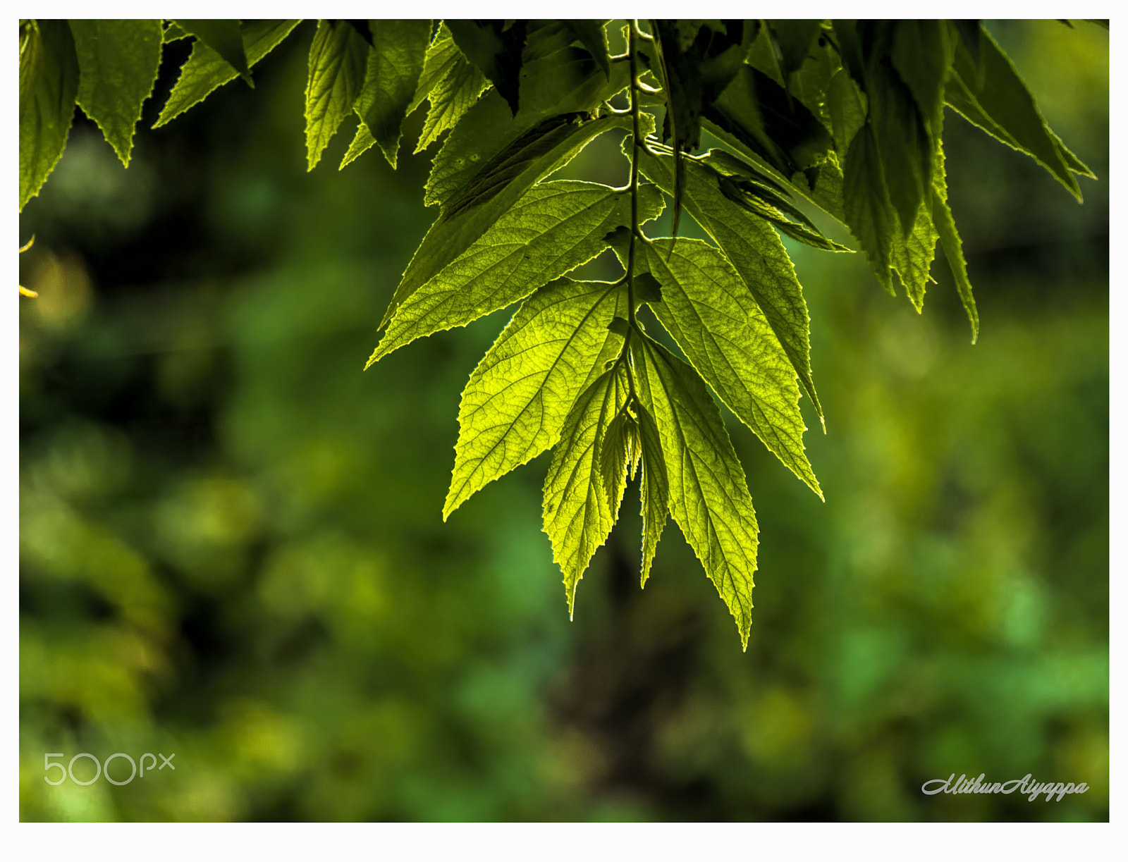 Sony Alpha NEX-5 + Sony E 55-210mm F4.5-6.3 OSS sample photo. Green photography