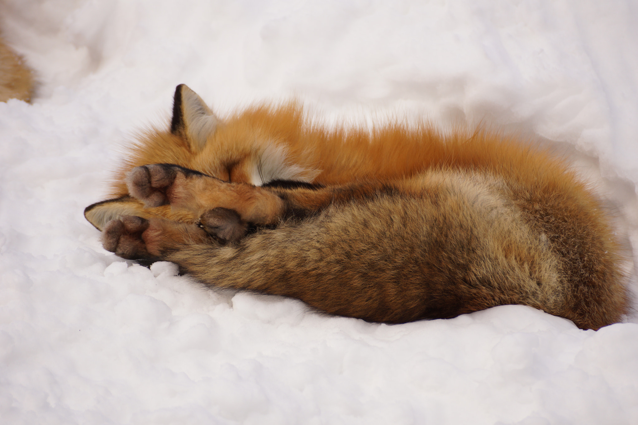Sony DT 55-300mm F4.5-5.6 SAM sample photo. Little paw‼︎ photography
