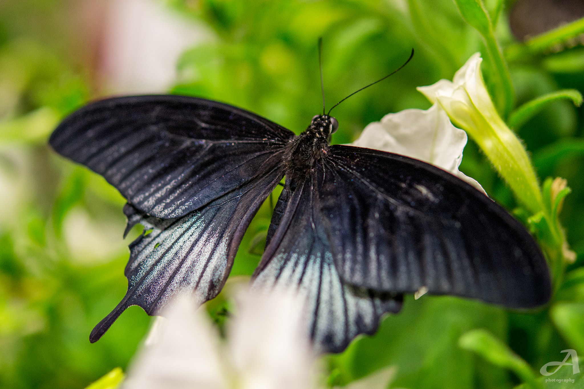 Nikon AF-S Micro-Nikkor 60mm F2.8G ED sample photo. Fly with me. photography