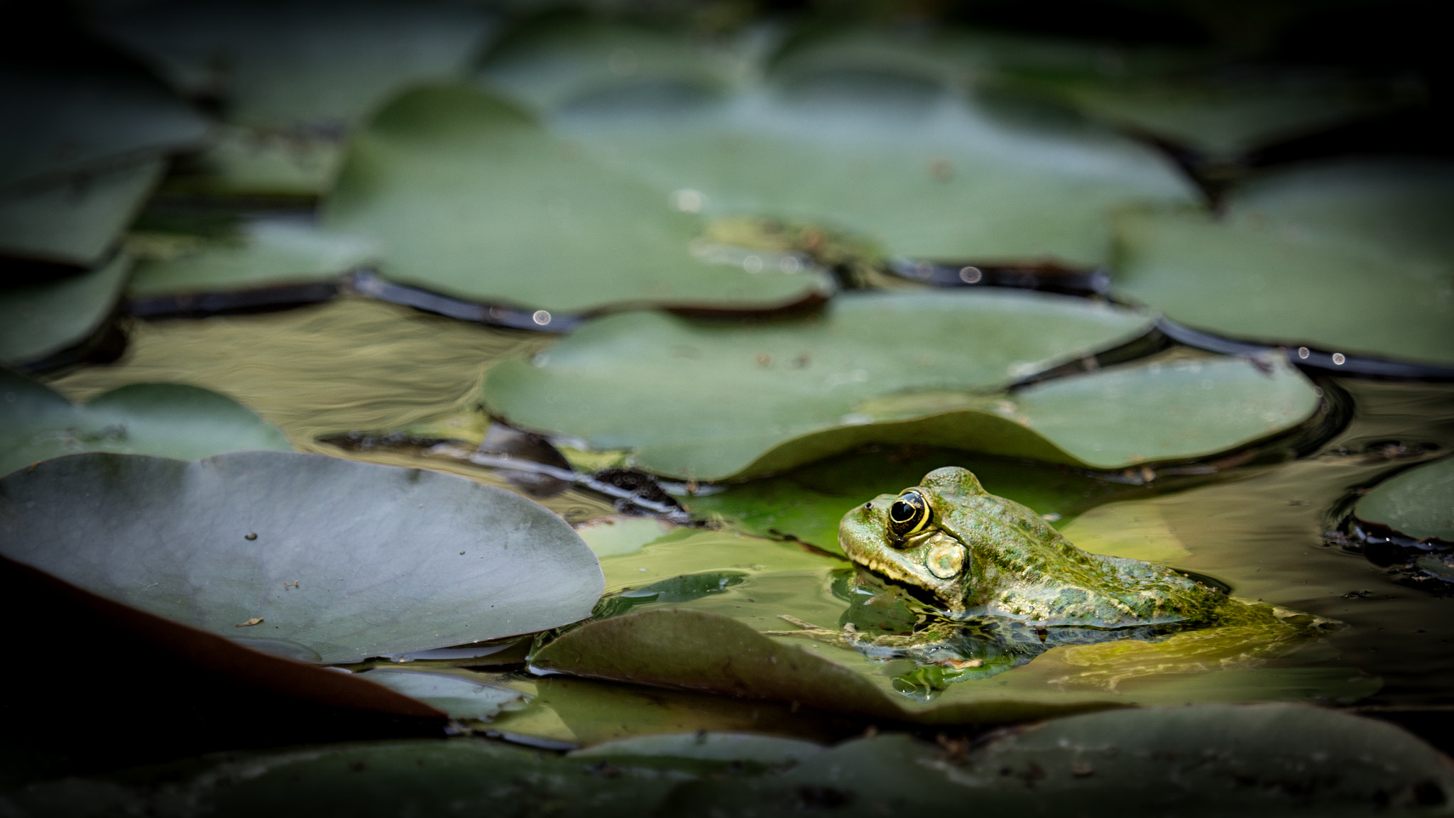 Olympus M.Zuiko Digital ED 40-150mm F2.8 Pro sample photo. Frog photography