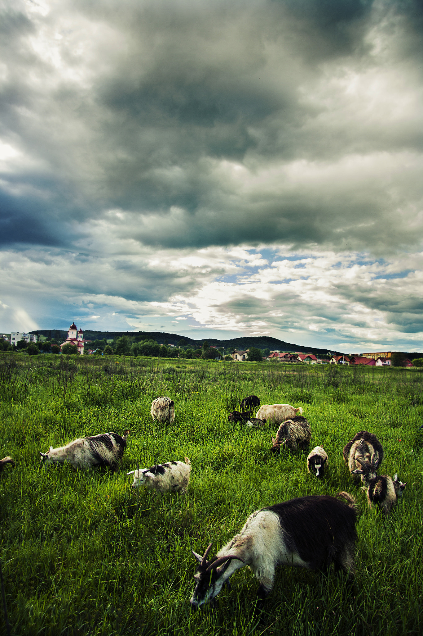 Canon EF-S 17-85mm F4-5.6 IS USM sample photo. Goats in the field photography