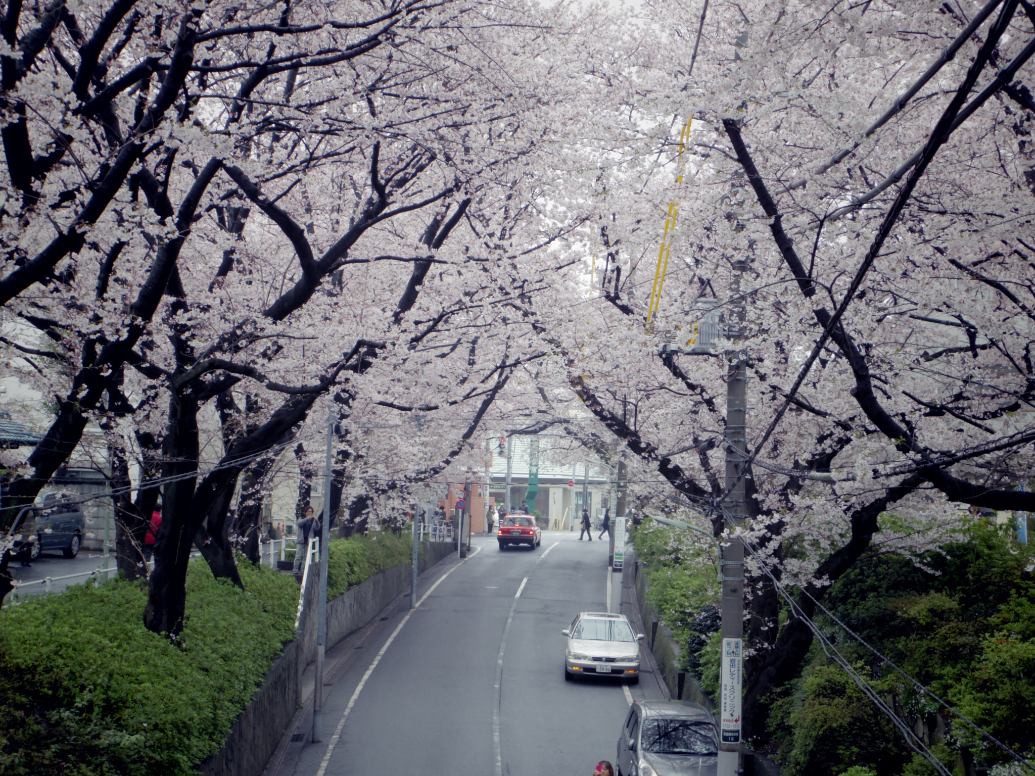Pentax 02 Standard Zoom sample photo. 田園調布本町  桜坂  cherryblossom hill,tokyo photography