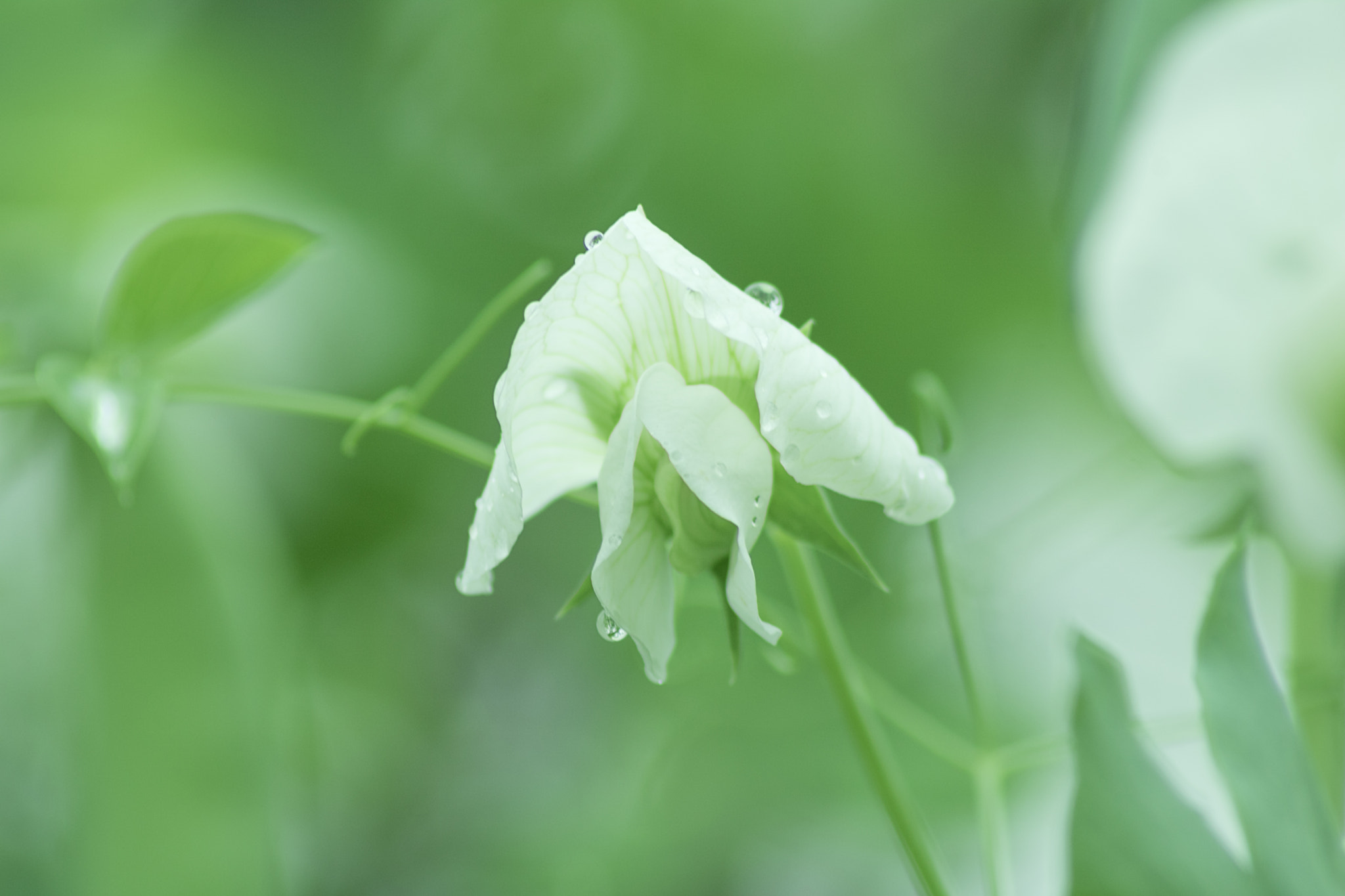 Canon EOS 750D (EOS Rebel T6i / EOS Kiss X8i) sample photo. Fresh photography