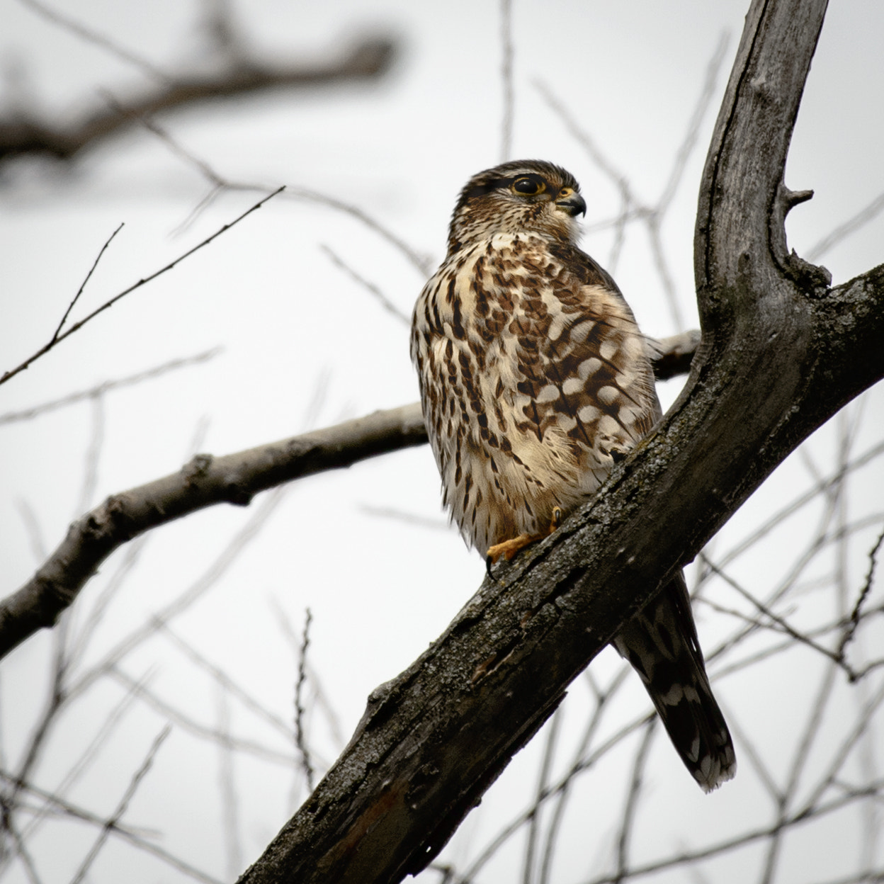 Nikon AF-S Nikkor 200-500mm F5.6E ED VR sample photo. Sharp-shinned hawk photography