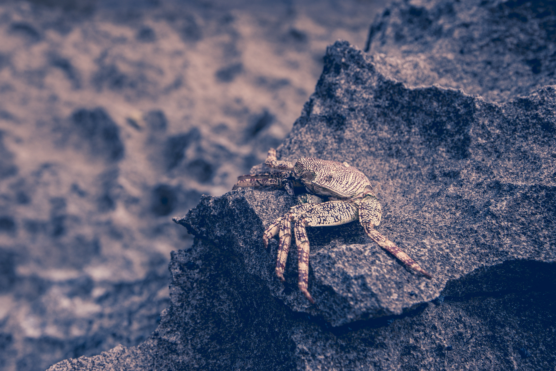 Sony a7 + Canon EF 16-35mm F2.8L II USM sample photo. Dead crab in puerto rico photography