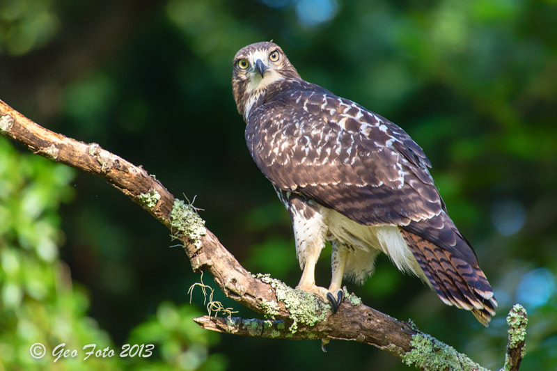 Sigma 50-500mm F4.5-6.3 DG OS HSM sample photo. "osprey" (pandion haliaetus), also called fish eag ... photography