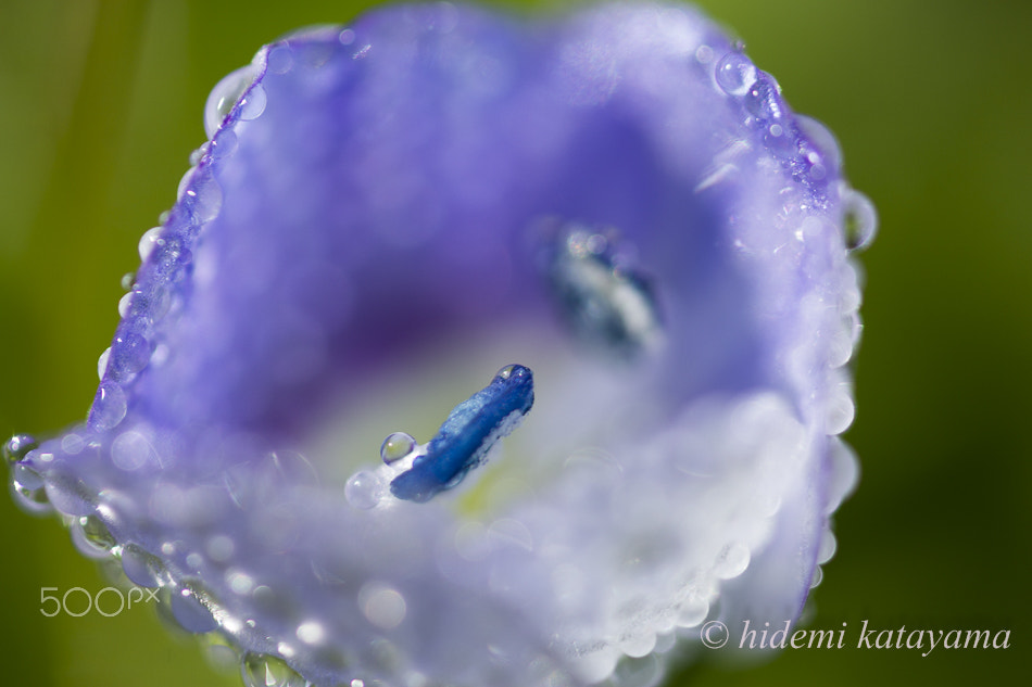 Canon MP-E 65mm F2.5 1-5x Macro Photo sample photo. Small blue flower photography