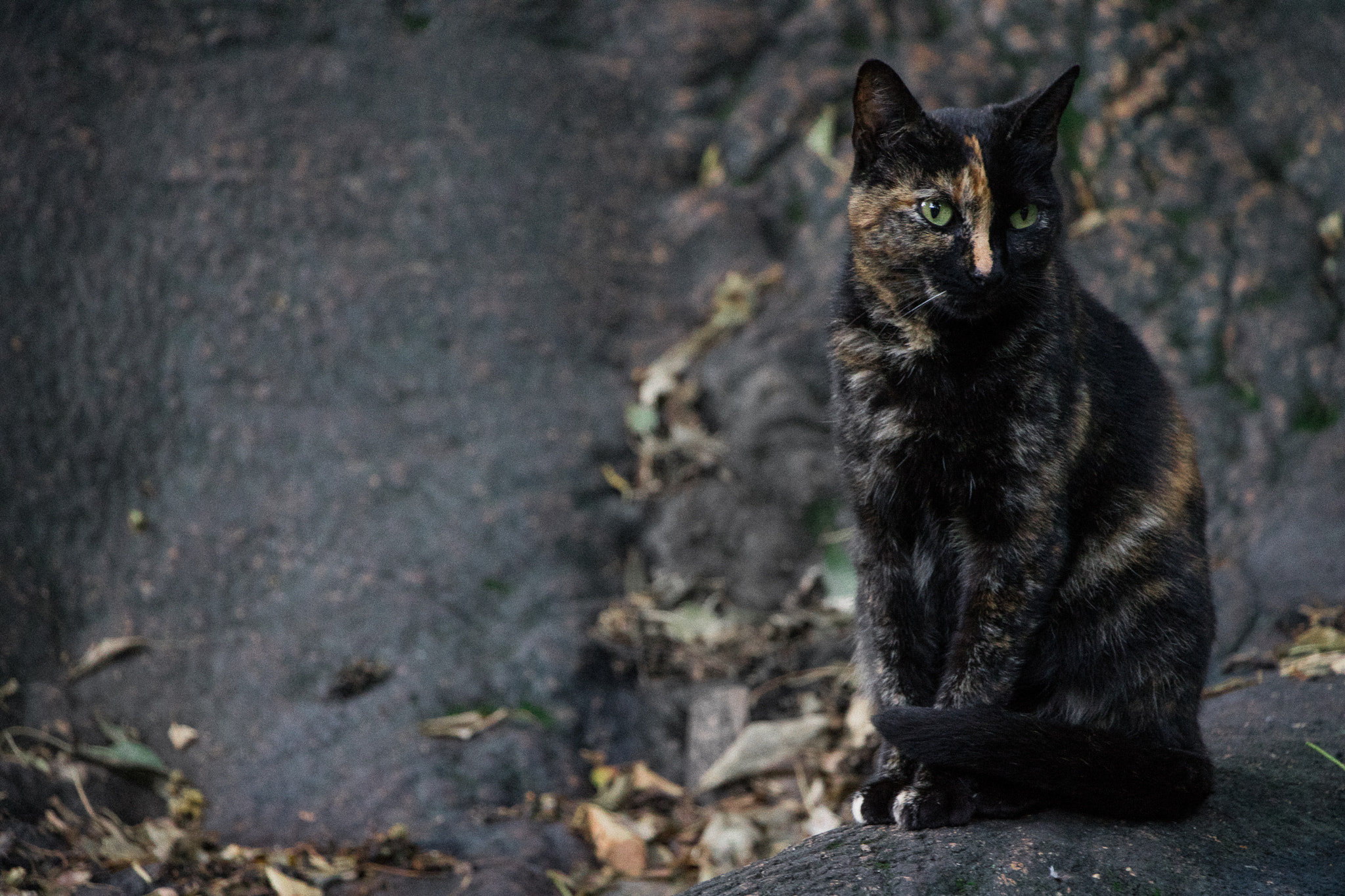 Canon EOS 760D (EOS Rebel T6s / EOS 8000D) sample photo. Img_3277-2.jpg photography