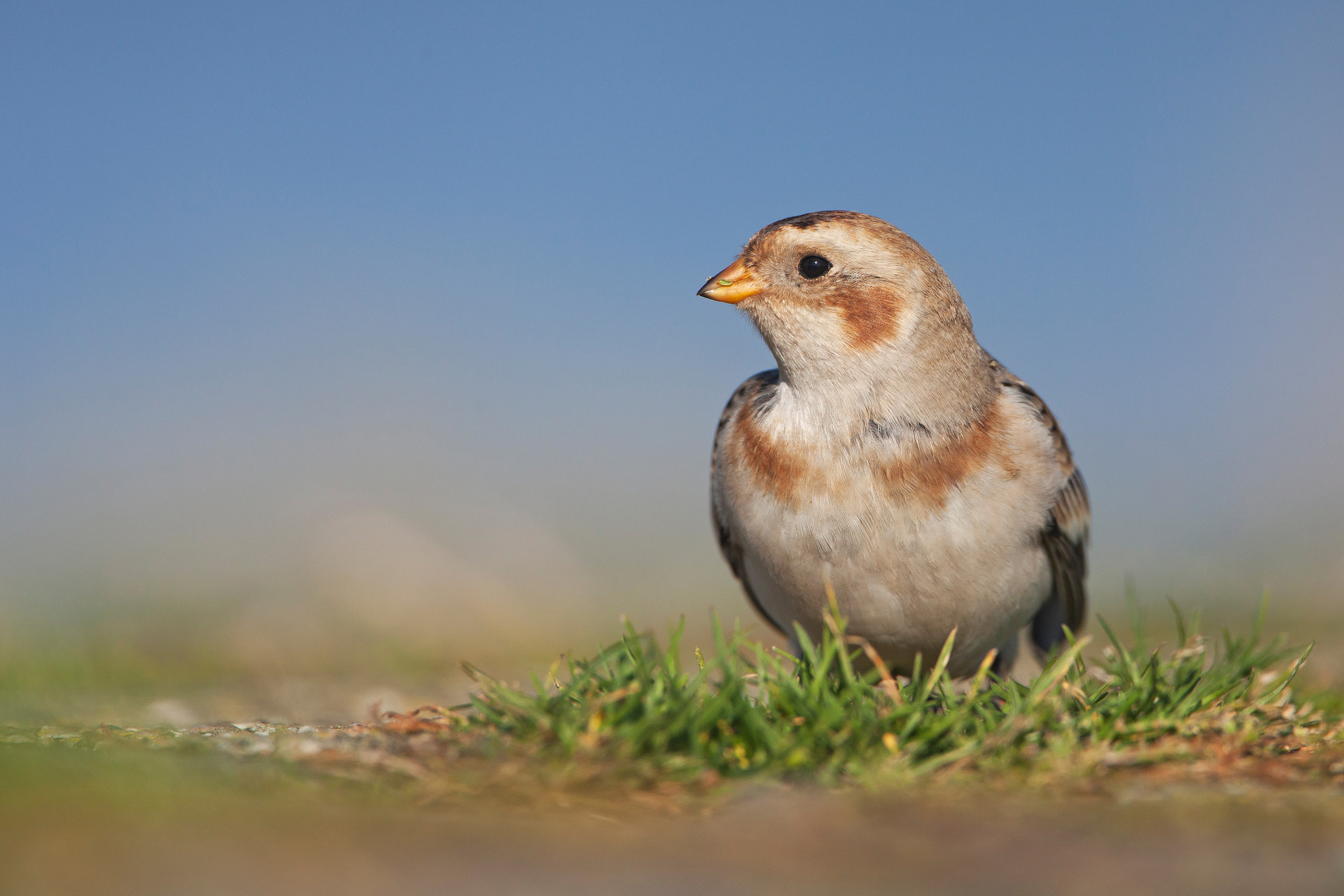 Canon EF 500mm F4L IS USM sample photo. Snow bunting photography
