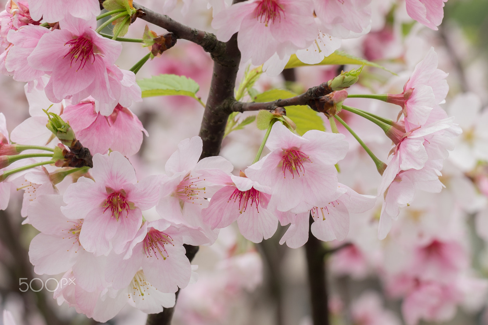 Vario-Elmar-T  1:3.5-4.5 / 55-135 ASPH. sample photo. Flowers in spring photography