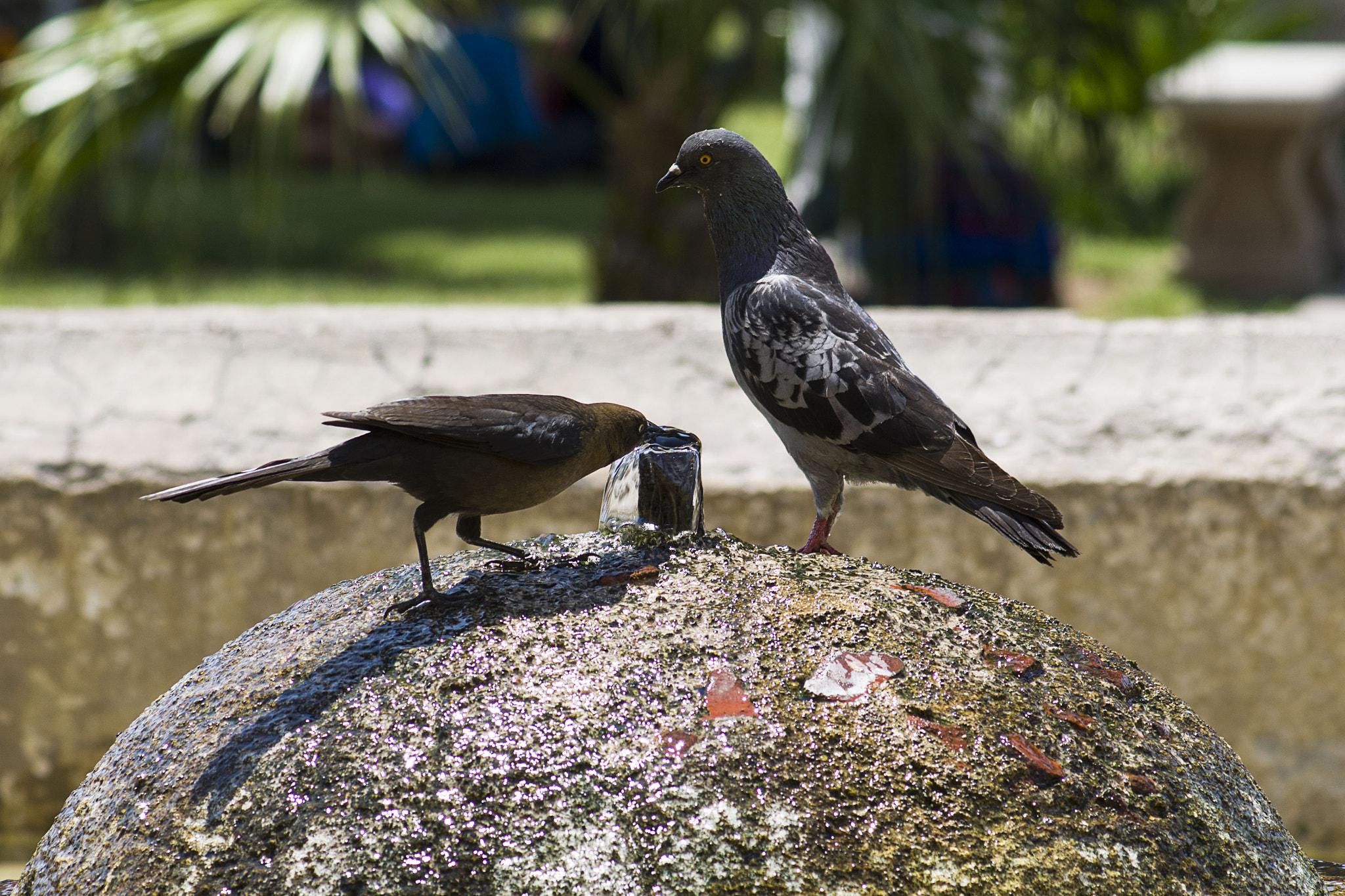 Nikon D7000 + AF Zoom-Nikkor 75-300mm f/4.5-5.6 sample photo. Verano photography