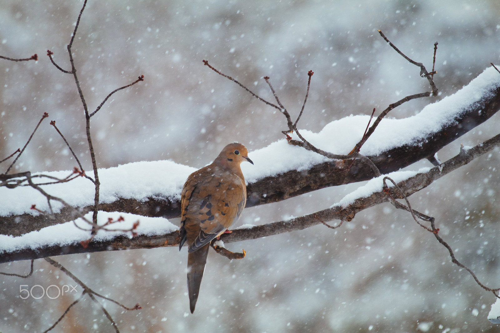 Canon EF 100-400mm F4.5-5.6L IS II USM sample photo. Lonesome dove (canon 80d) photography