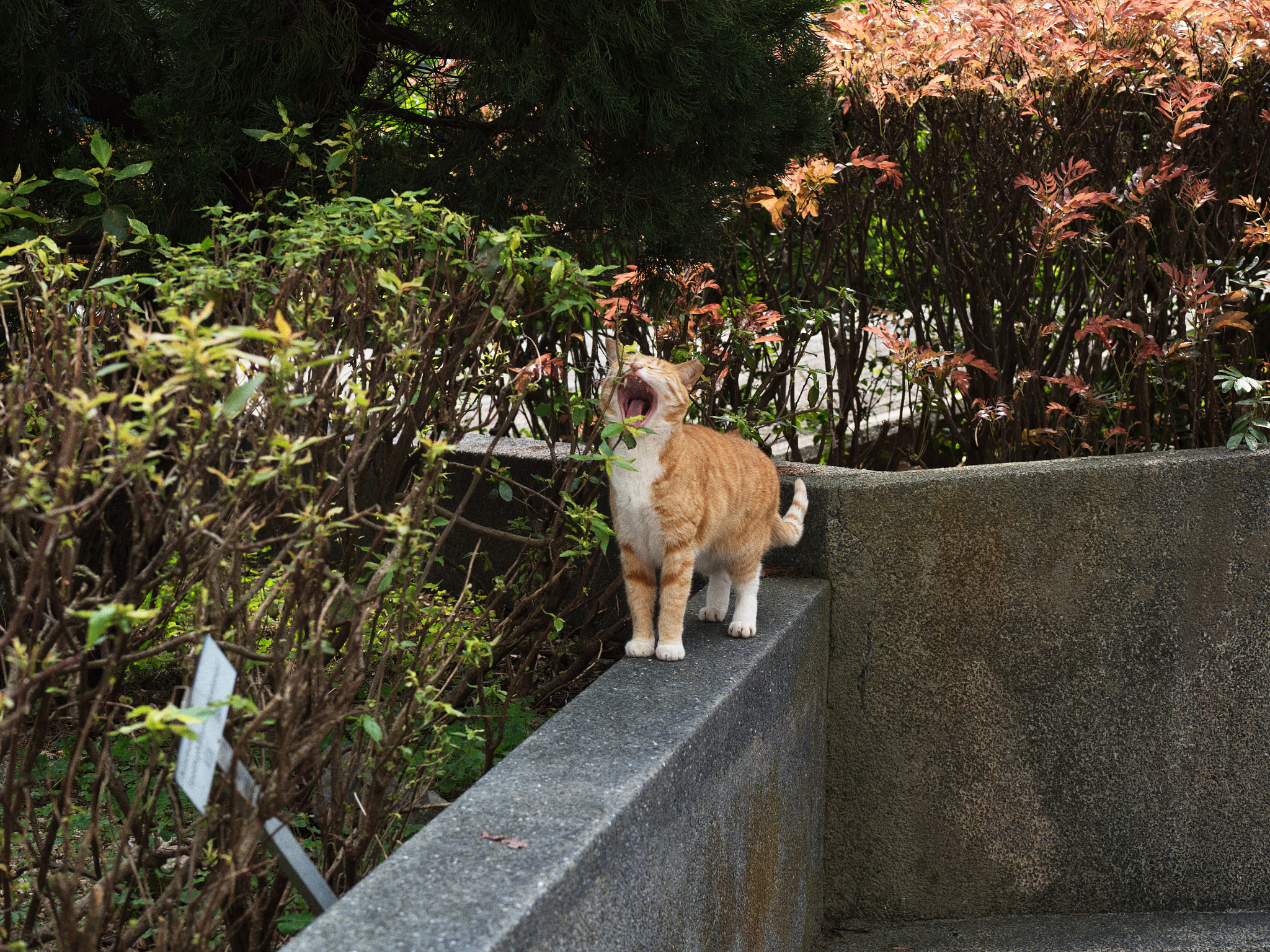 Olympus OM-D E-M5 II + Panasonic Leica DG Nocticron 42.5mm F1.2 ASPH OIS sample photo. Cat photography