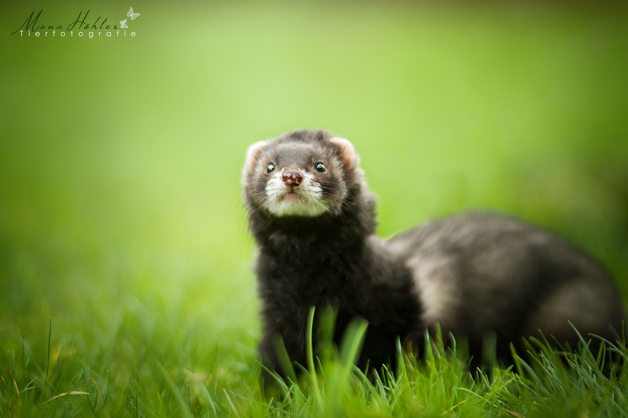 Nikon AF Nikkor 180mm F2.8D ED-IF sample photo. Ferret photography
