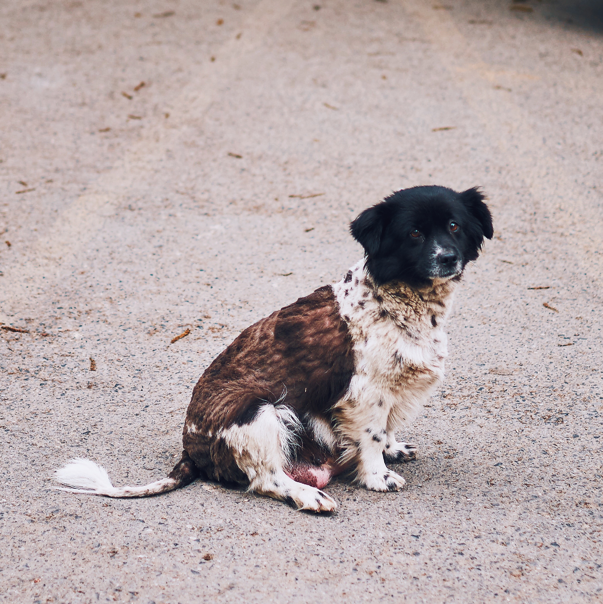 35mm F1.4 G SSM sample photo. Lone wanderer #2 photography