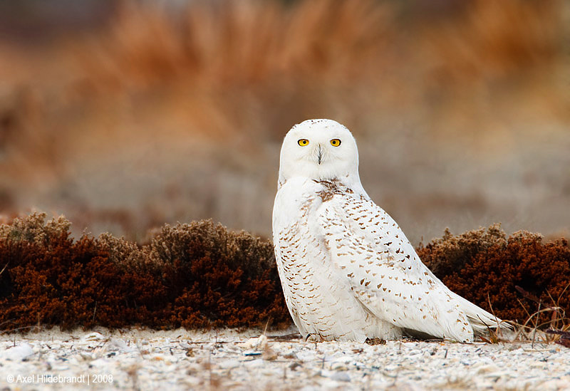 Canon EF 500mm F4L IS USM sample photo. Snowy owl photography