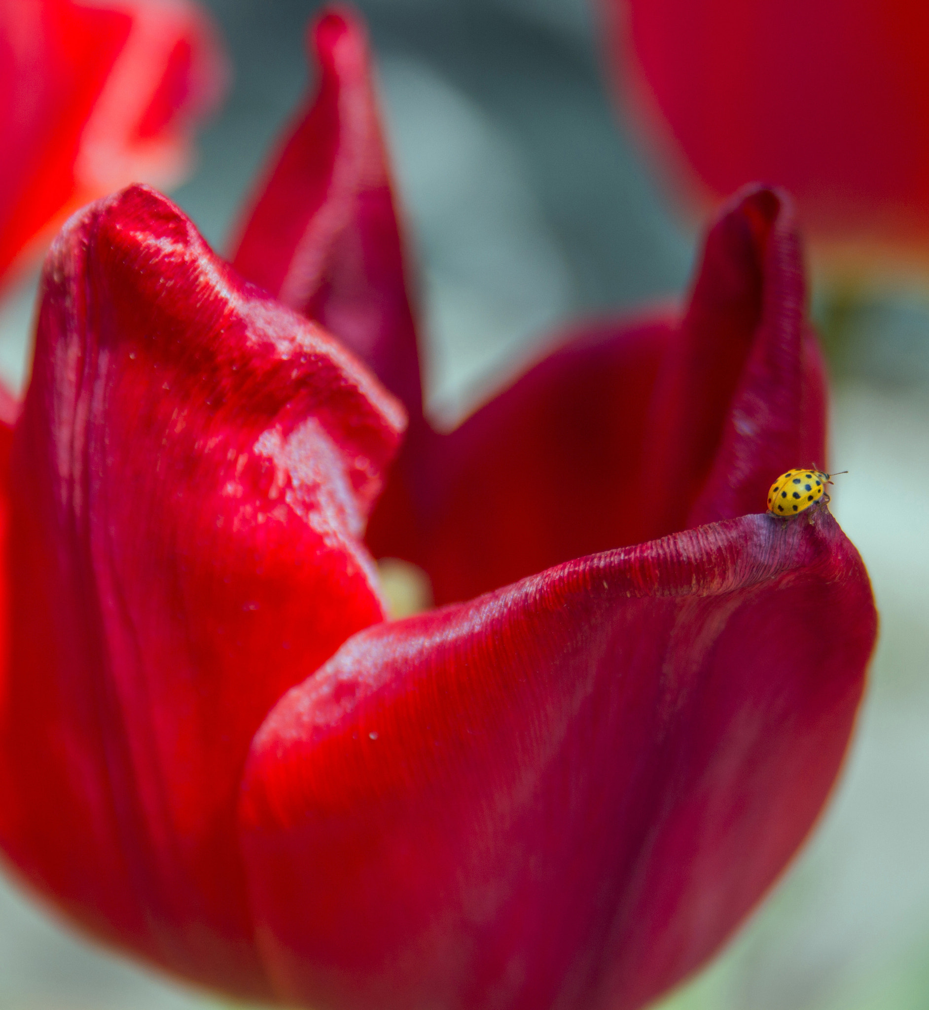 Canon EF-S 18-55mm F3.5-5.6 sample photo. Yellow ladybug photography