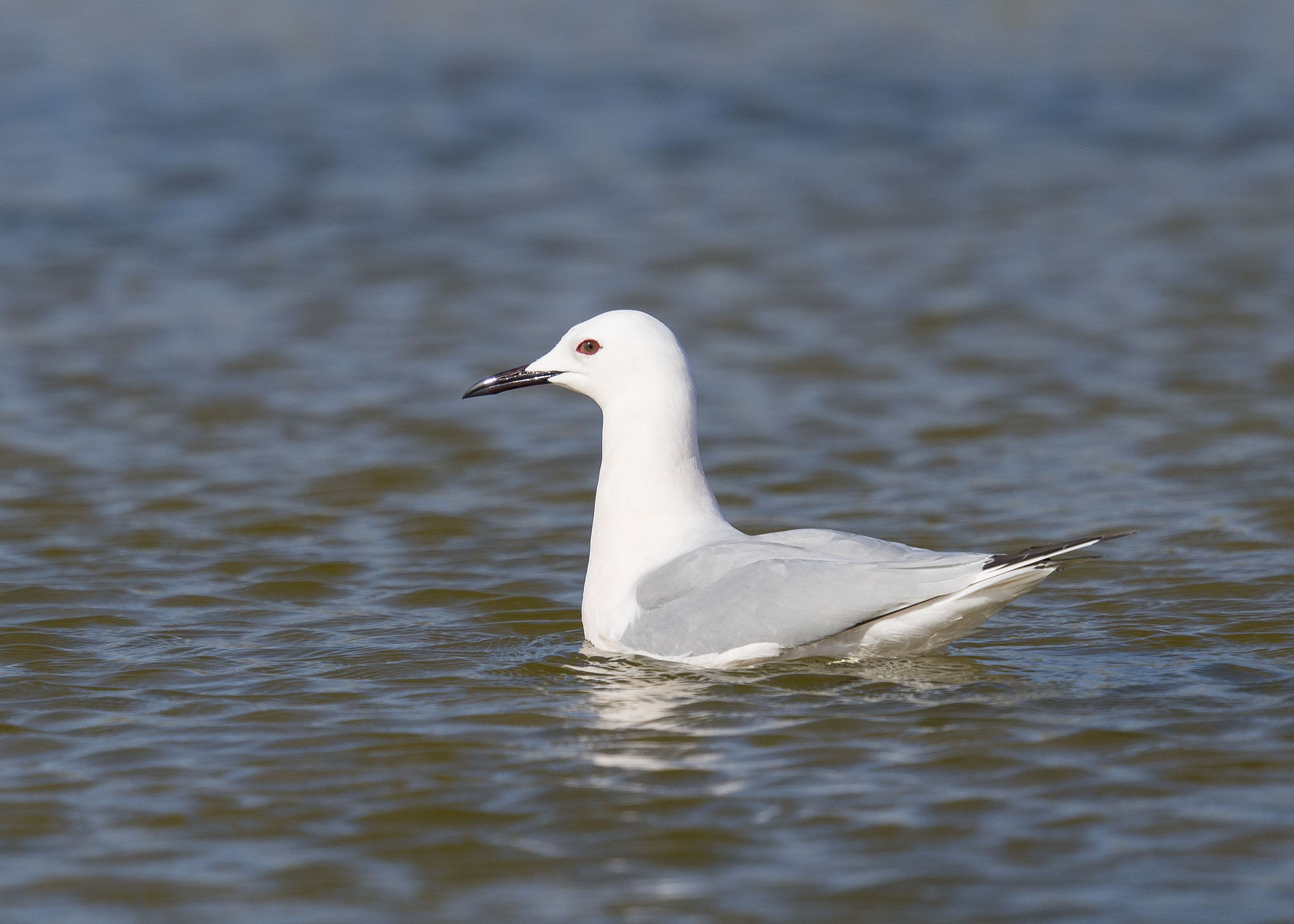 Nikon D610 + Nikon AF-S Nikkor 600mm F4G ED VR sample photo. _rod0226.jpg gaviota picofina photography