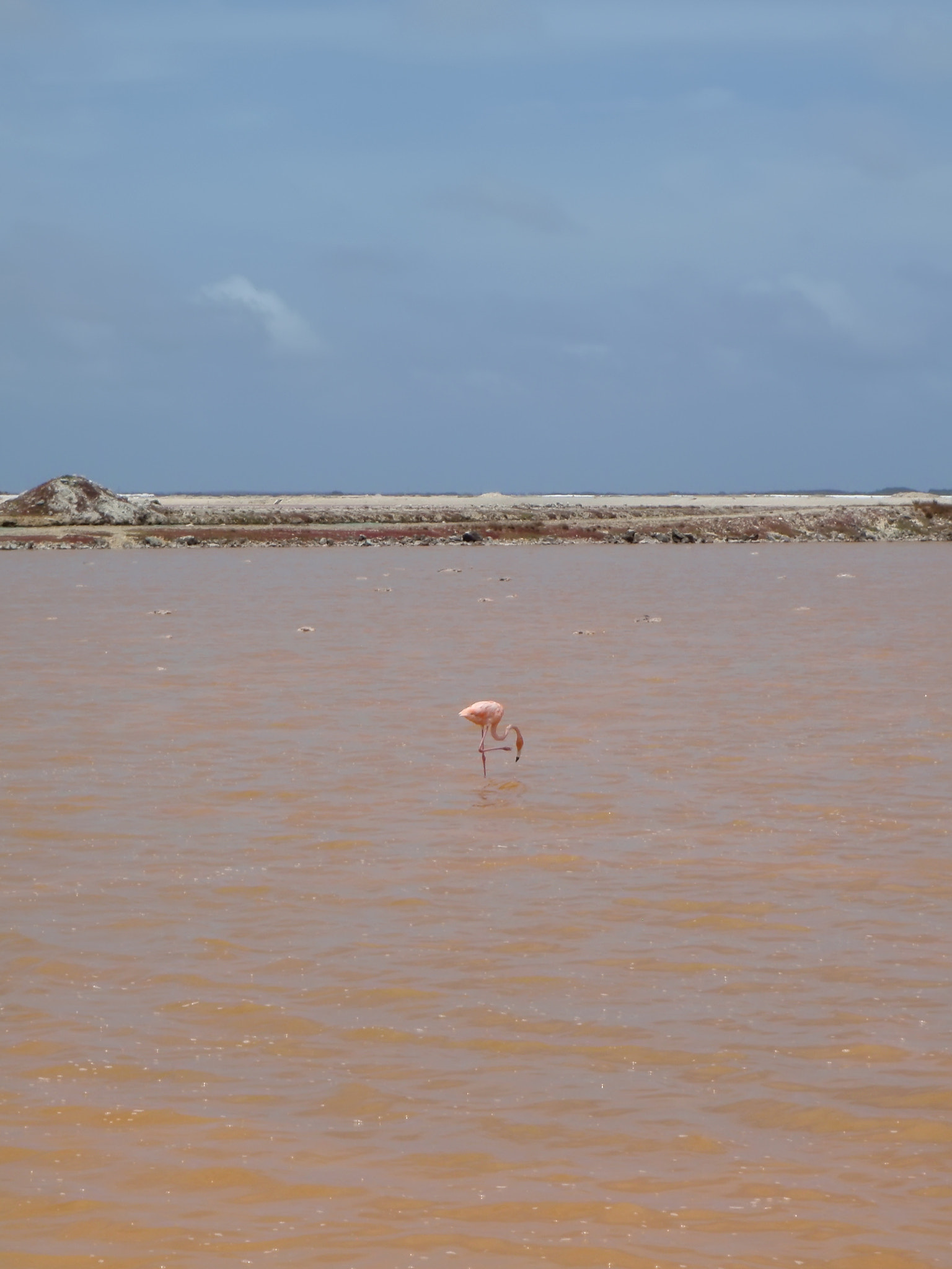 Olympus u1030SW,S1030SW sample photo. Rose salt mining lake caribbean bonaire island photography