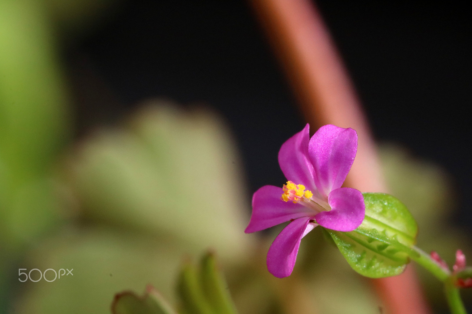 Canon MP-E 65mm F2.5 1-5x Macro Photo sample photo. Pink photography